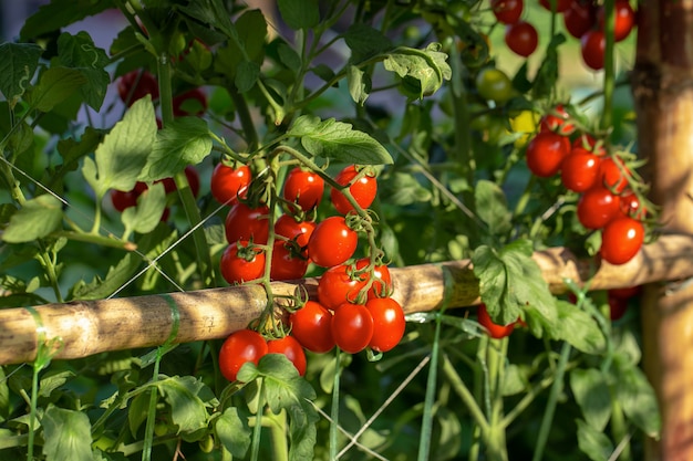 Reife rote Tomaten hängen am Tomatenbaum im Garten