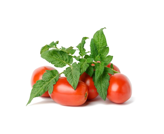 Reife rote Tomaten und grünes Blatt auf weißem Hintergrund. Herbsternte