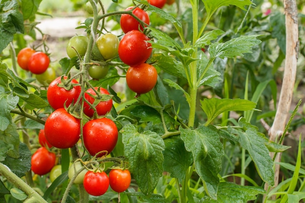 Reife rote Tomaten wachsen am Ast im Garten Tomaten im Gartenbeet