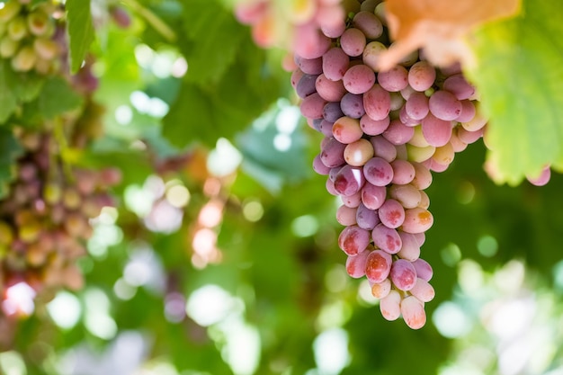 Reife rote Trauben Nahaufnahme Herbsternte Weinberg