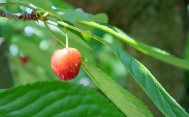 Reife rote und süße Kirschbeeren, die vor der Ernte im Frühsommer an einem Ast hängen. Ein Baum mit köstlichen und saftigen dunkelroten Vogelkirschfrüchten, die von einem Baumast hängen.