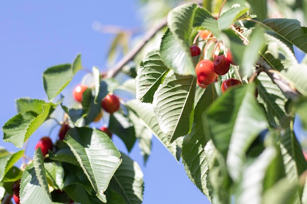 Reife rote und süße Kirschbeeren, die vor der Ernte im Frühsommer an einem Baumzweig hängen