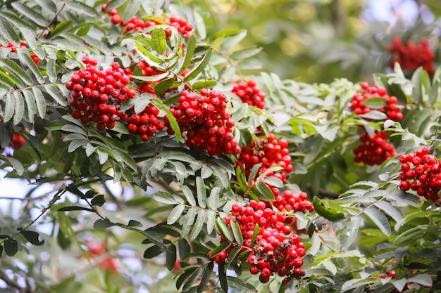 Reife rote Vogelbeeren hautnah