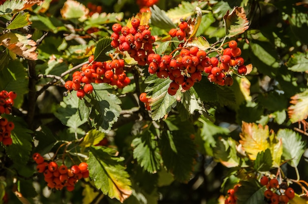 reife rote Vogelbeerzweige