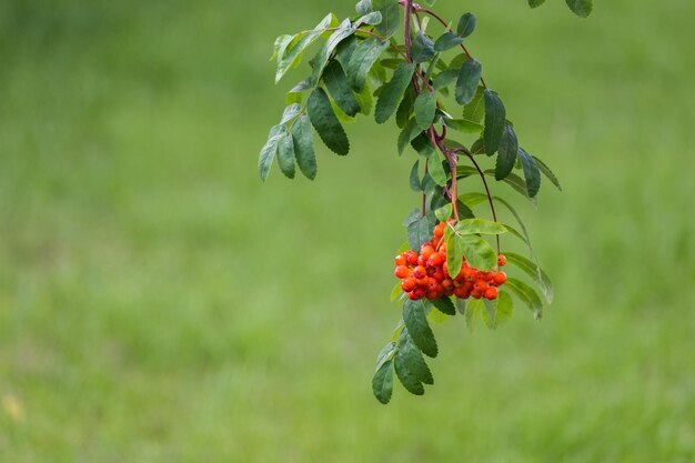 Reife Rowanbeeren eines Baumes im Garten