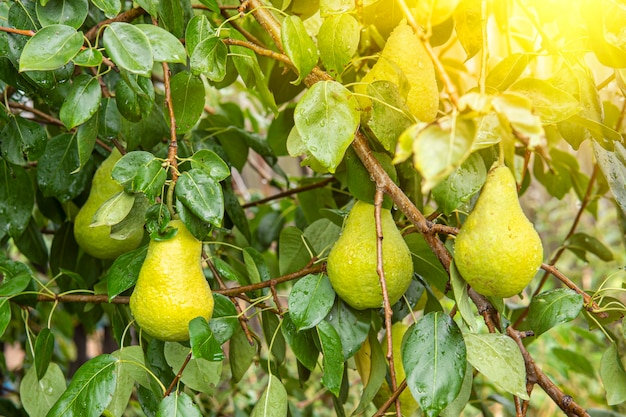 Reife saftige Birne auf einem Baum im Garten in der Sonne an einem sonnigen Tag. Erntezeit in Asien.