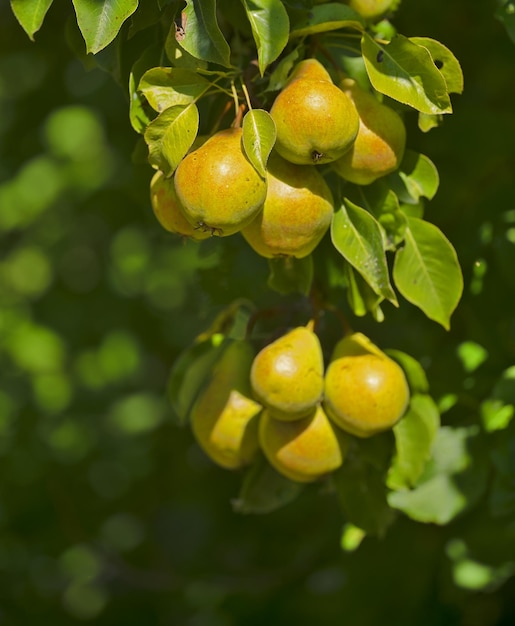 Foto reife saftige birnen auf ast im garten