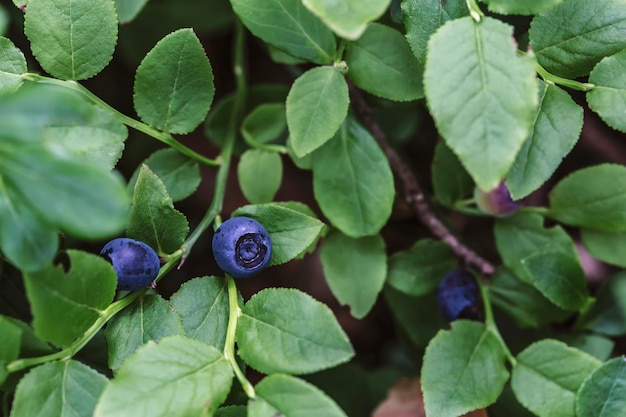 Reife saftige Blaubeeren Vaccinium myrtillus auf einem grünen Busch im Wald