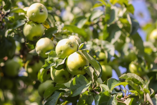 Reife saftige Früchte auf einem Pflaumenbaum im Sommergarten. Frische organische gelbe Pflaumen, die auf dem Land wachsen.