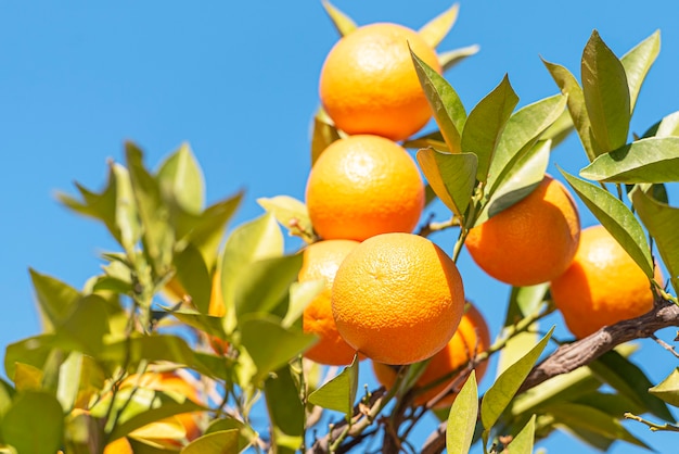 Reife saftige Orangen oder Mandarinen auf einem Ast im südlichen Garten