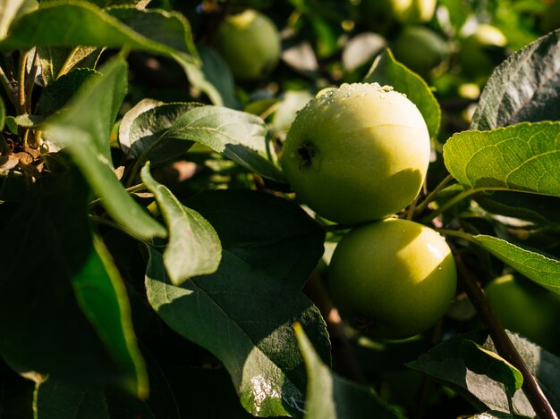 Reife, saftige Äpfel hängen an einem Ast. Äpfel mit Regentropfen