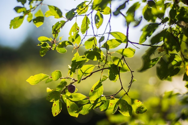 Reife saftige Pflaume Gartenobstbaum Schöne ländliche Naturlandschaft mit stark verschwommenem Hintergrund Das Konzept der gesunden Ernährung mit Vitaminen