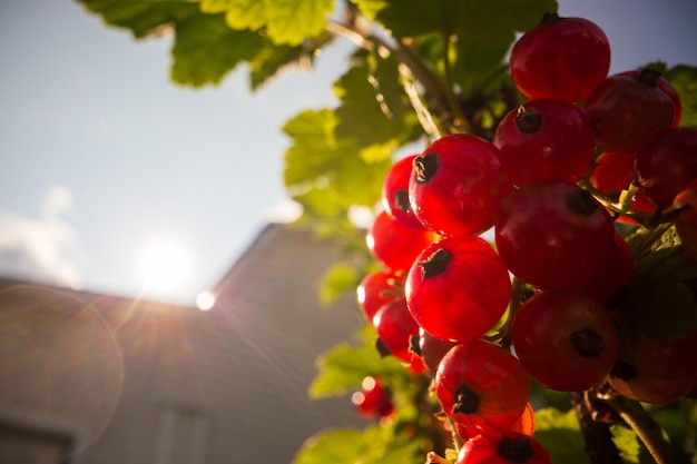 Reife saftige Rosinen Garten Obststrauch Schöne natürliche ländliche Landschaft mit stark verschwommenem Hintergrund Das Konzept der gesunden Nahrung mit Vitaminen