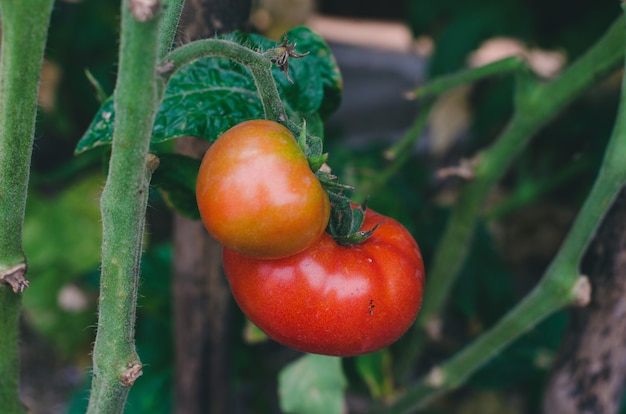 Reife saftige Tomaten