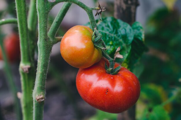 Reife saftige Tomaten