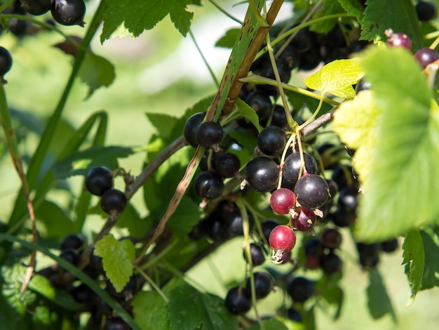 reife schwarze Johannisbeere auf einem Ast im Sommer auf einem unscharfen natürlichen Hintergrund