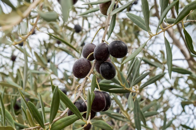 Reife schwarze Oliven am Baum