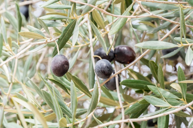 Reife schwarze Oliven am Baum