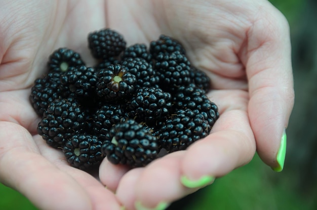 reife Sommerbeeren liegen auf den Handflächen