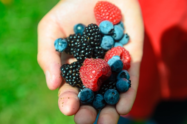 reife Sommerbeeren liegen auf den Handflächen