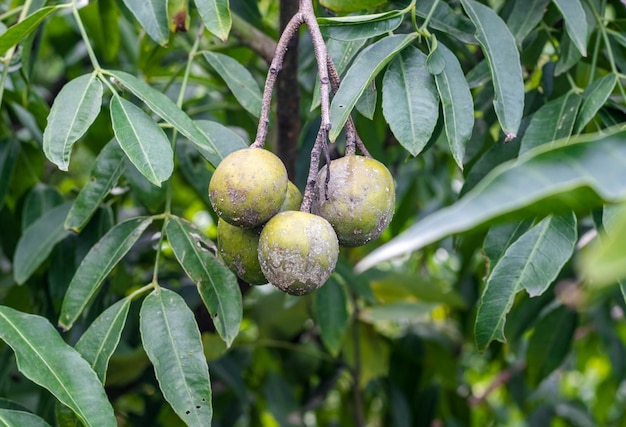 Reife spondias mombin oder Schweinepflaumenfrüchte, die hautnah am Baum hängen