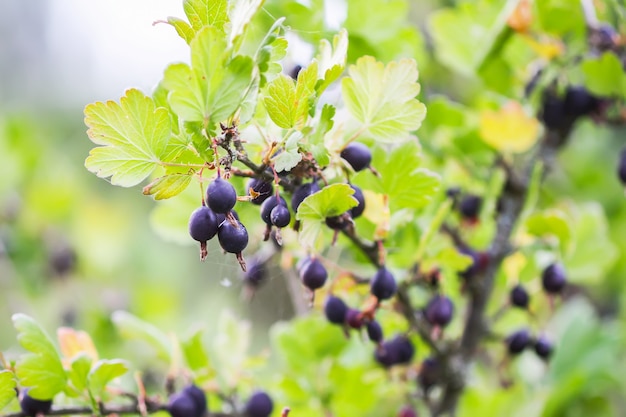 Reife Stachelbeere in einem Sommergarten.