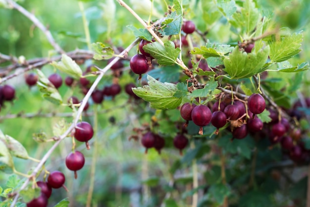 Reife Stachelbeeren auf einem Zweig des Stachelbeerbusches im Garten