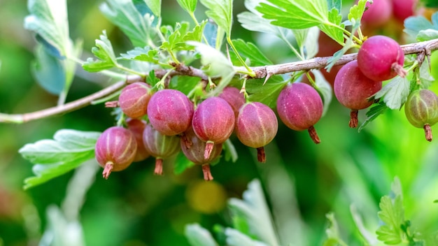 Reife Stachelbeeren im Garten auf dem Busch Stachelbeerernte