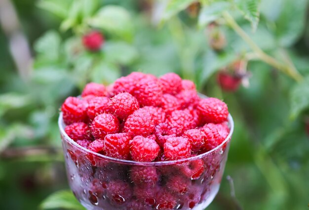 Reife süße Sommerbeeren Himbeere in transparenter Vase auf altem, rauem Holzzaun Frische Himbeeren auf Pflanzenzweigen im Freien