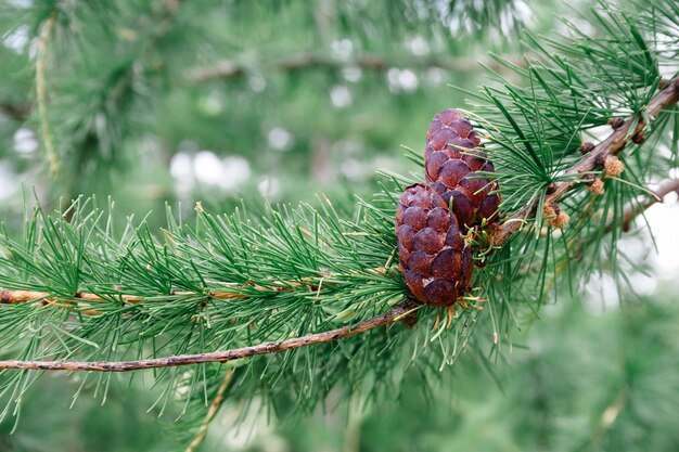 Reife Tannenzapfen der grünen Nadelzeder auf dem Baumastkonzept, das Öl erntet und empfängt