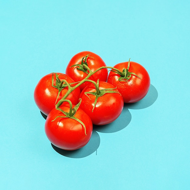 Reife Tomaten auf einem Ast auf blauem Hintergrund mit scharfen Schatten.