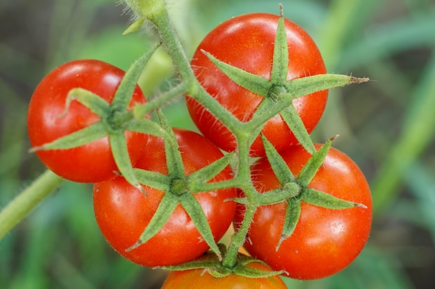 Reife Tomaten wachsen auf Büschen im Garten