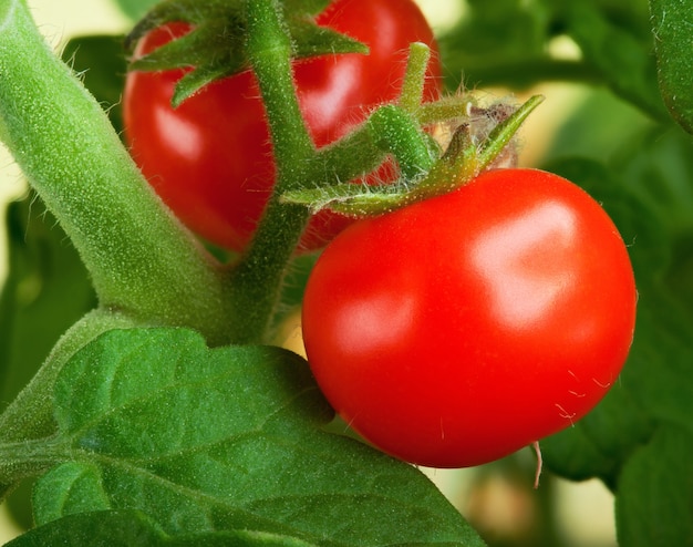 Reife Tomaten wachsen auf einem Zweig