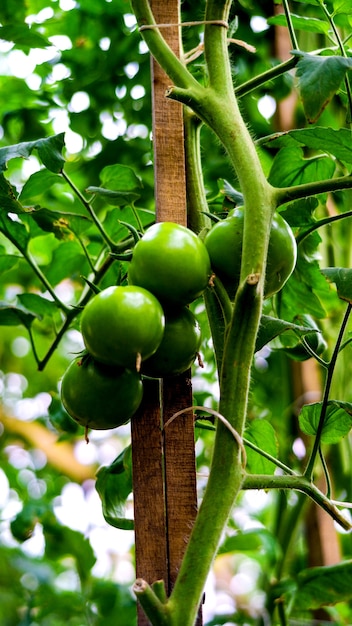 Foto reife tomatenernte an den büschen im gewächshaus.