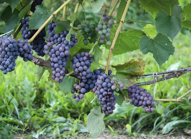 Reife Trauben auf einem Weinbau im Garten