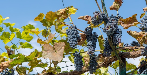 Reife Trauben bereit für die Ernte