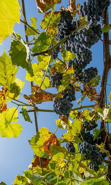 Reife Trauben bereit für die Ernte