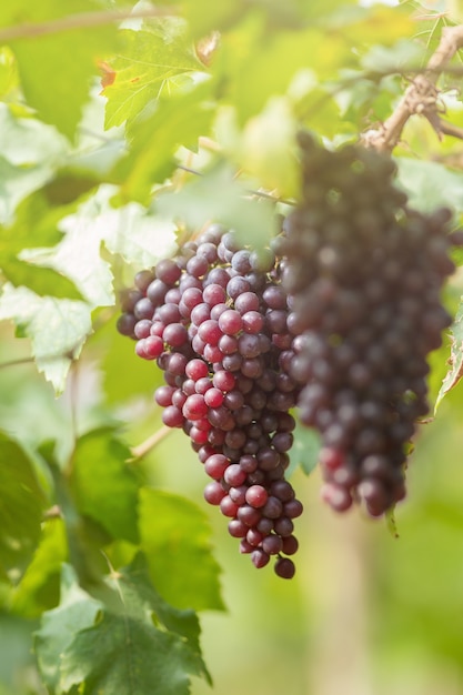 Reife Trauben im Herbst Reife Trauben wachsen in Weinfeldern