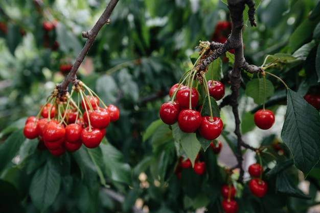 Reife Trauben roter Kirschen auf den Zweigen eines Baumes