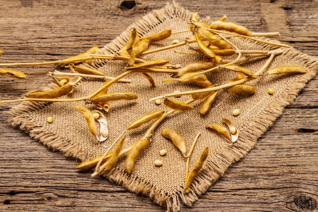 Reife trockene Sojabohnen in Schoten. Kultivierte biologische Nutzpflanze, traditioneller gesunder Bestandteil in der orientalischen Kultur.