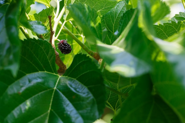 Reife und frische Früchte der schwarzen Maulbeere reiften auf einem Baumast.