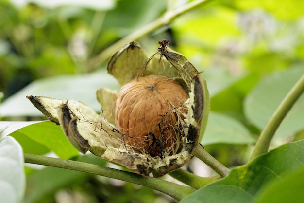 Reife und frische Walnuss auf dem Zweig des Rhe-Baumes