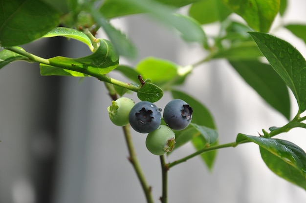 Reife und grüne Heidelbeeren auf einem Ast