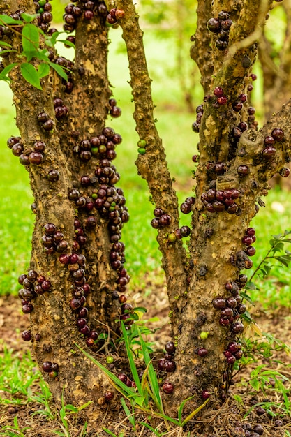 Reife und grüne Jabuticaba-Frucht auf Baum.