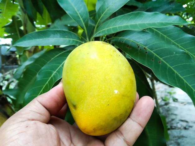 Reife und grüne Mango mit natürlichem Hintergrund. Frische, biologische, süße und würzige Mango.