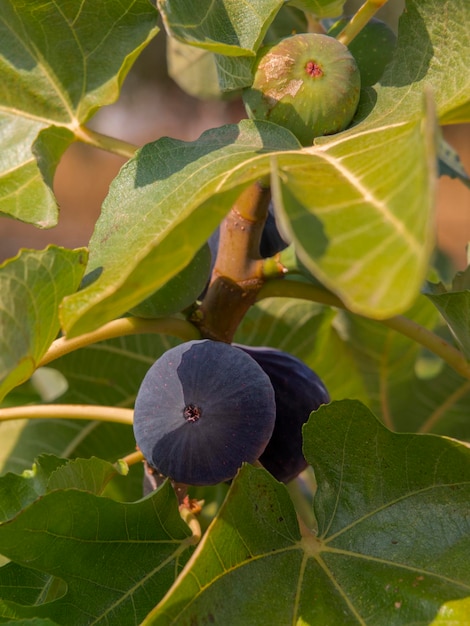 Reife und reifende Feigen Ficus Carica auf einem Baumzweig zwischen grünen Blättern in Griechenland