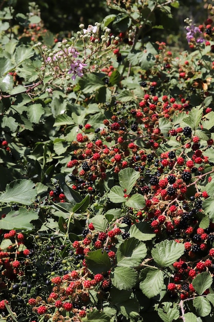 Reife und rote Brombeeren auf der Beerenplantage