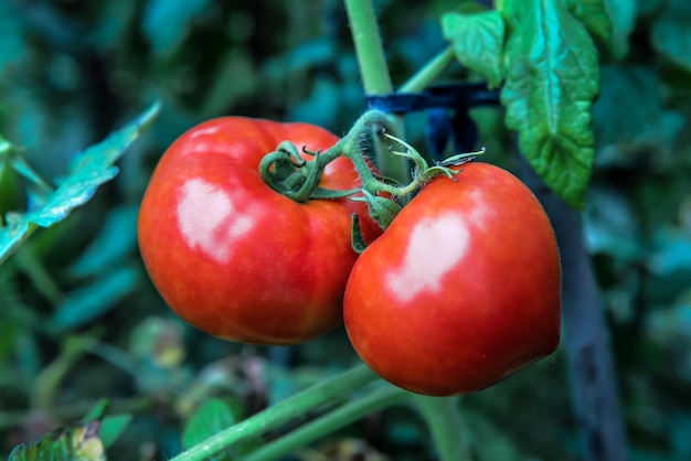 Reife und saftige rote Tomate im Biogarten