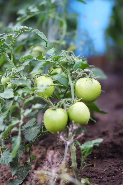 Reife und unreife Bio-Tomaten, die im Sommer im Gewächshaus wachsen