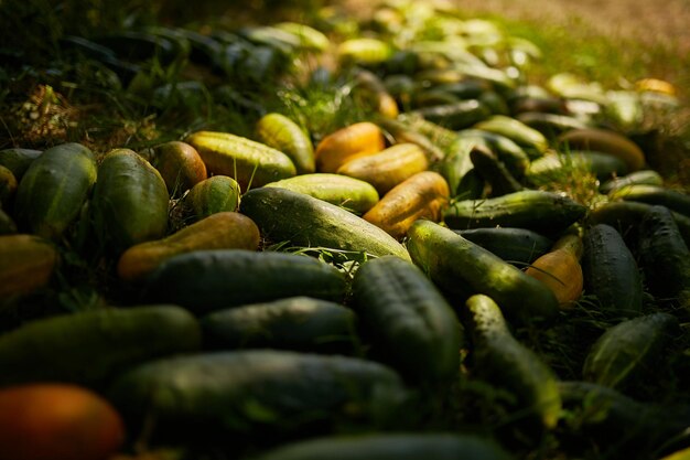 reife und unreife Gurken Frische Gurken liegen auf dem grünen Gras Frisch geerntete Gurken